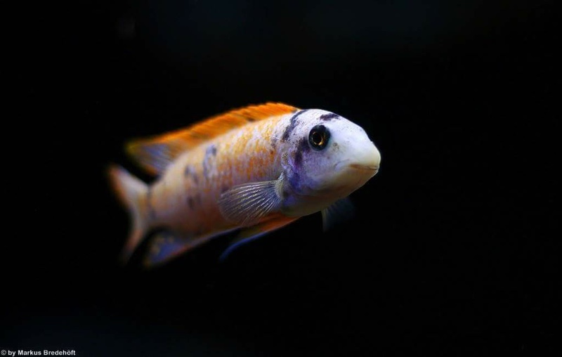 Labeotropheus trewavasae 'Thumbi West Island'